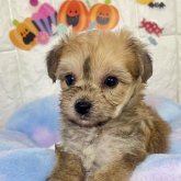 ミックス(ビションフリーゼ×ヨークシャーテリア)