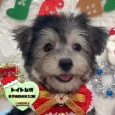 ミックス(ビションフリーゼ×ヨークシャーテリア)【茨城県・男の子・2025年9月19日・ブラック&タン】の写真1「どんな成長するのかな〜ワクワク☺️🤍オンライン見学可能です🧸🧸🩵」