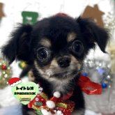 チワワ(ロング)