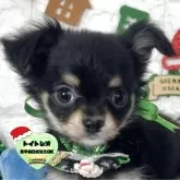 チワワ(ロング)【茨城県・男の子・2025年9月18日・ブラック&タン】の写真1「ブラック＆タンのイケメンチワワ君になる予感🥹🩵🤍オンライン見学可能です🐥⭐️」