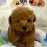 ビションプー(ビションフリーゼ×トイプードル)【茨城県・男の子・2025年9月22日・レッド】の写真1「おめめきゅるきゅる美男子ビションプー君🧸🫧オンライン見学可能です🐥⭐️」