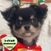 チワワ(ロング)