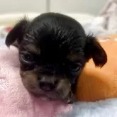 チワワ(ロング)