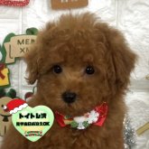 ビションプー(ビションフリーゼ×トイプードル)