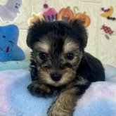 ミックス(ビションフリーゼ×ヨークシャーテリア)