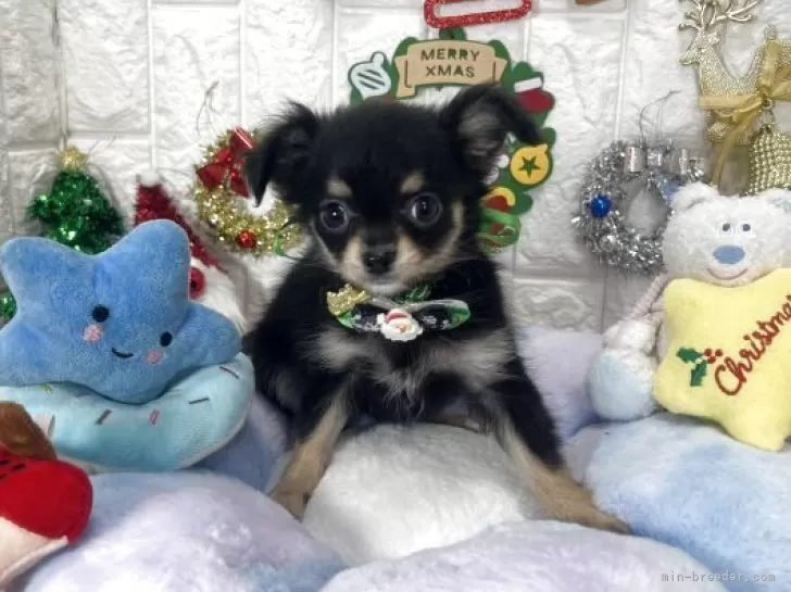 チワワ(ロング)【茨城県・男の子・2025年9月18日・ブラック&タン