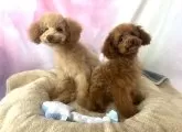 トイプードル(トイ)【茨城県・男の子・2024年11月18日・アプリコット】の写真4「大きさ違いますが兄弟です🐶✨」