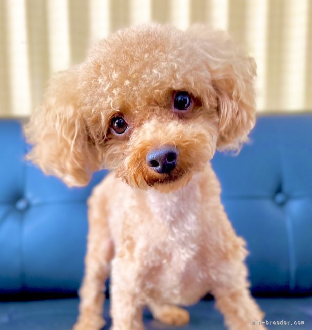 トイプードル【・男の子・2020年12月10日・レッド】