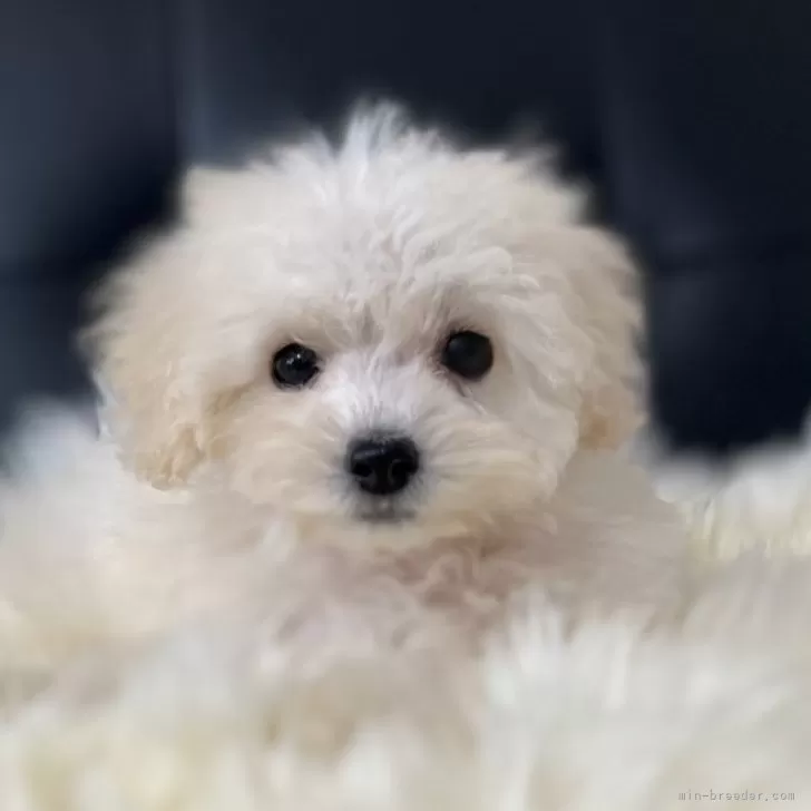 ID:2408-03282の子犬