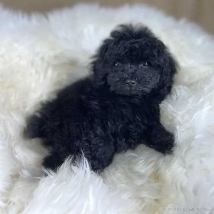 ID：2206-01174の子犬
