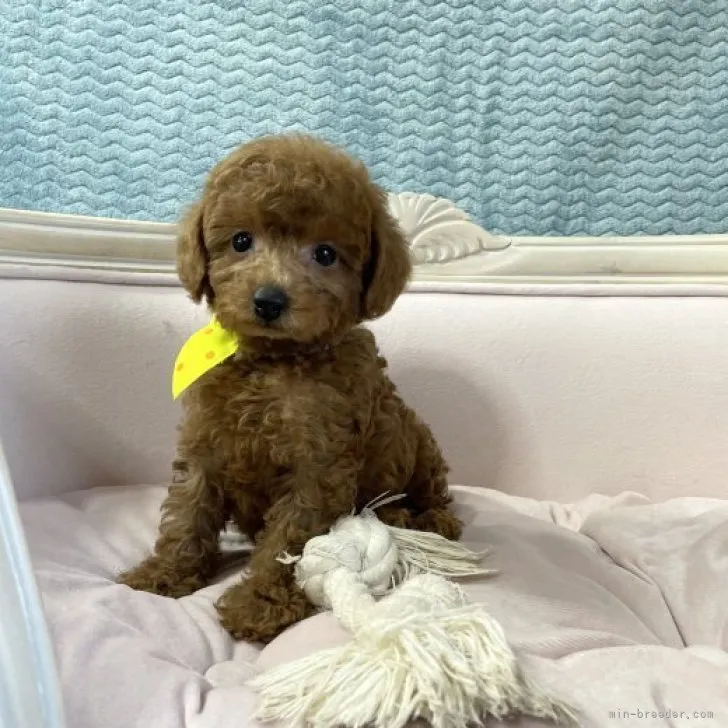 ID:2309-06588の子犬
