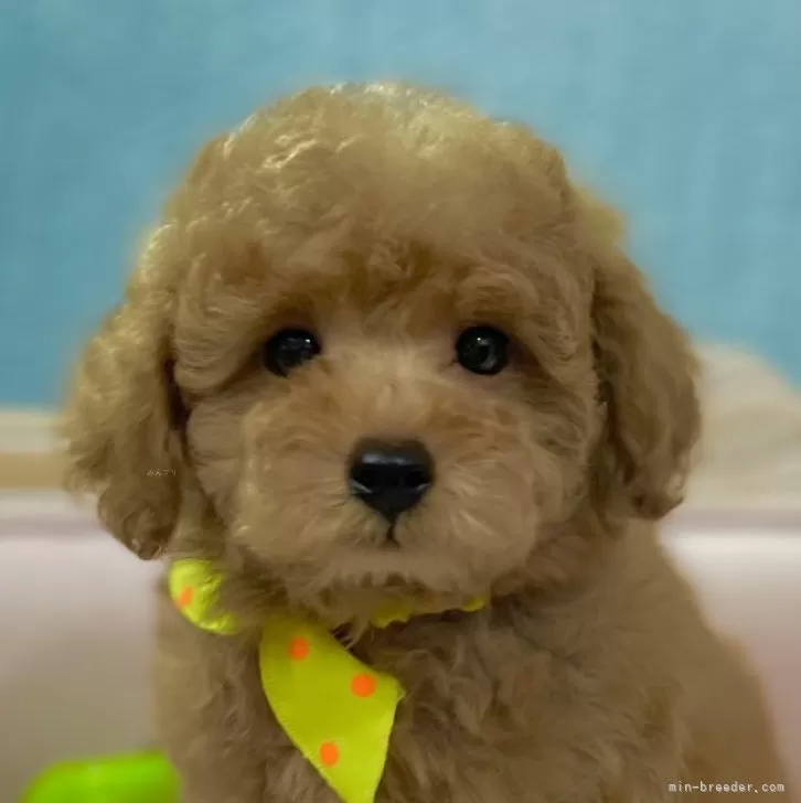 ID：2405-07546の子犬