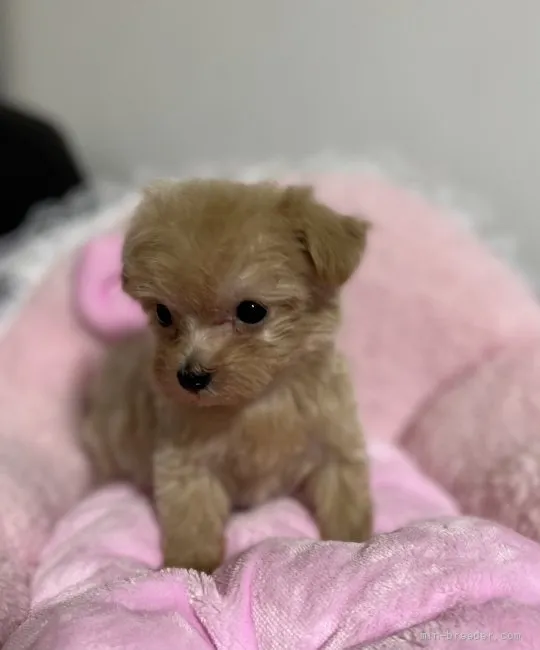 ID:2112-02303の子犬