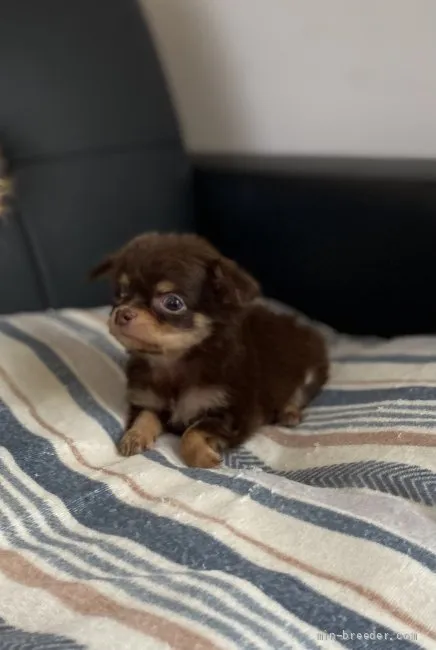 ID：2108-02201の子犬