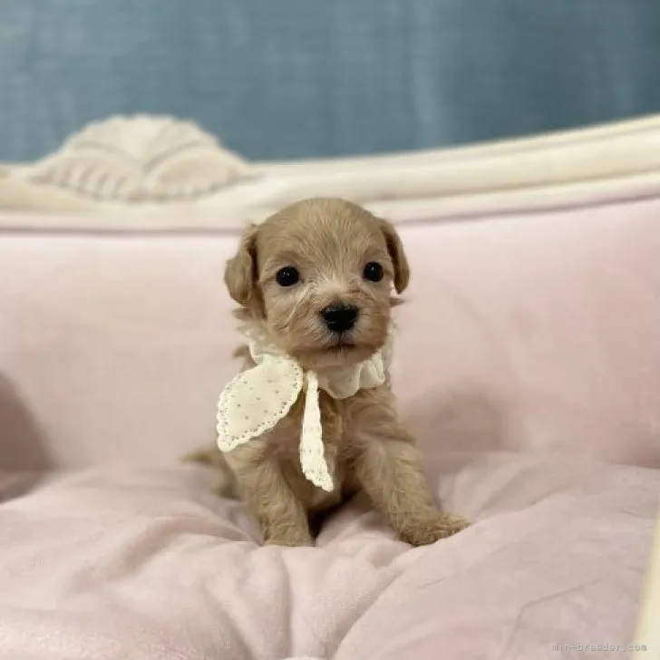 ID:2307-05956の子犬