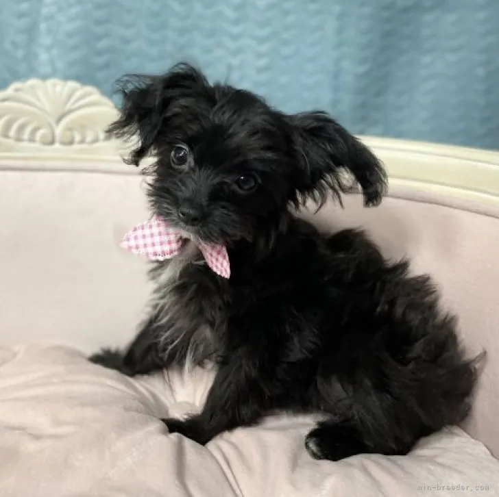 ID:2302-00483の子犬