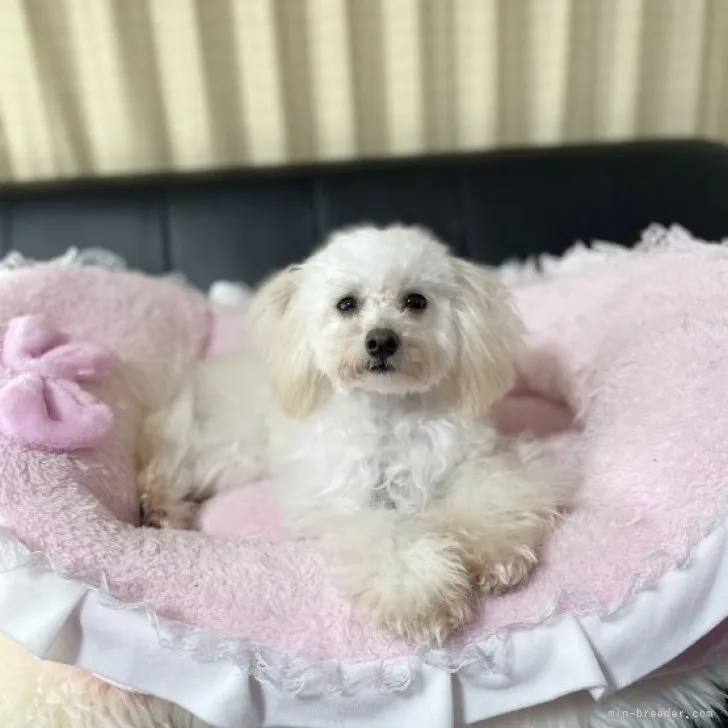 ID：2211-01551の子犬
