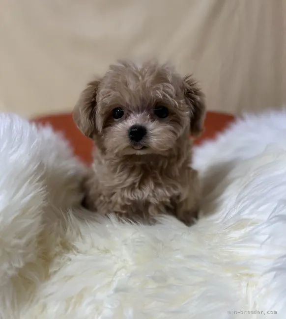 ID:2204-02199の子犬