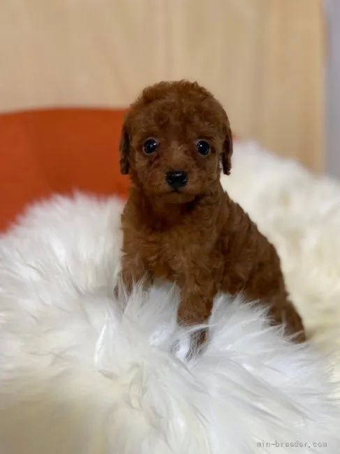 ID:2203-01603の子犬