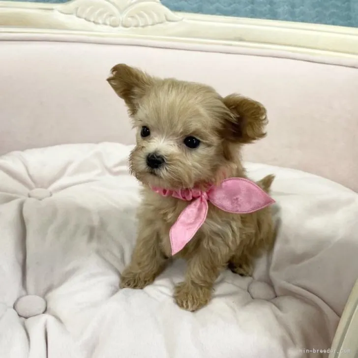 レモンの木 様のお迎えした子犬