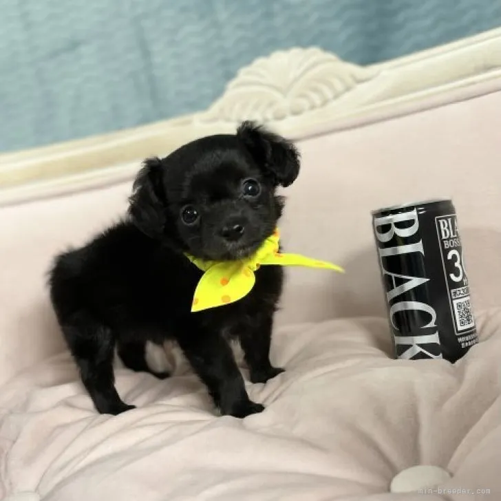 ID:2307-05744の子犬