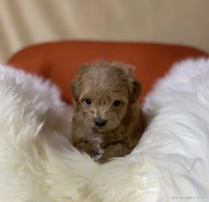ID：2204-01406の子犬