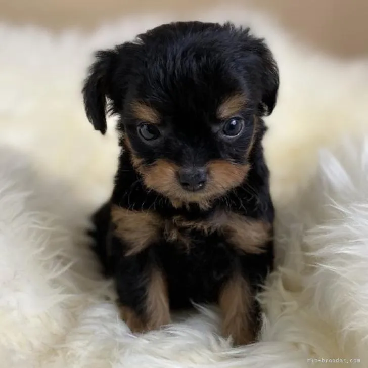 ID:2207-00650の子犬