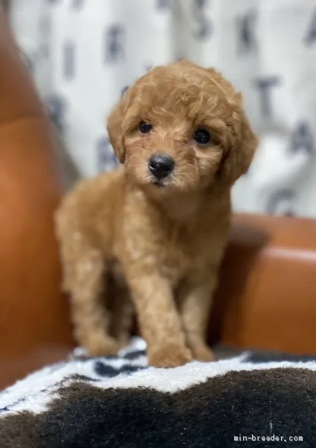 ID：2010-00803の子犬