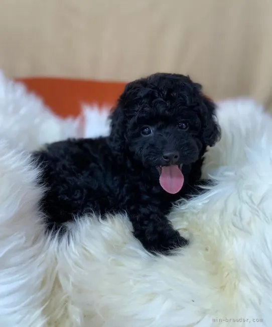 ID:2204-03941の子犬