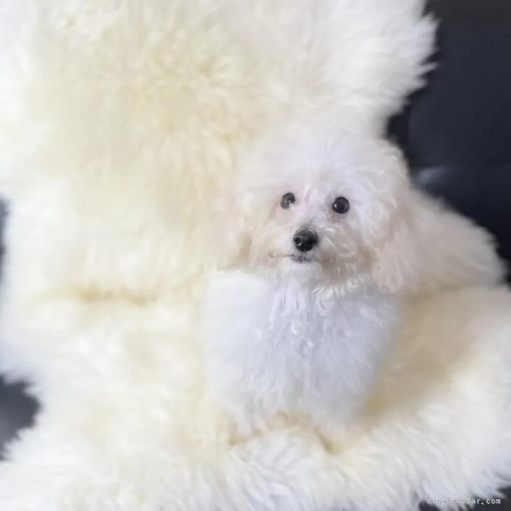 ID:2207-02476の子犬