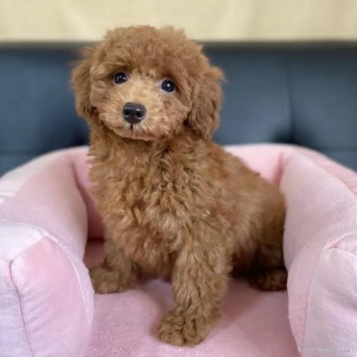 ID:2207-03415の子犬