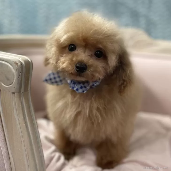 ID：2312-00103の子犬