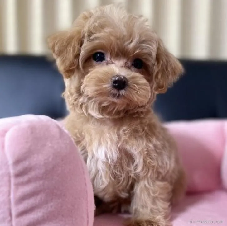 ID:2207-03402の子犬