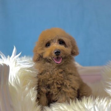 トイプードル(タイニー)【茨城県・男の子・2024年4月18日・レッド】の写真「写真写り悪いですが実物はめちゃくちゃ可愛いです」