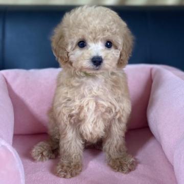 トイプードル(タイニー)【茨城県・男の子・2022年5月14日・アプリコット】の写真「アプリコット5兄妹…めちゃくちゃ可愛いです！」