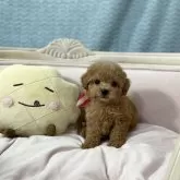 タイニープードル【茨城県・女の子・2024年1月1日・レッド】の写真1「まるでぬいぐるみのようです。ふわっふわ、ころっころです。」