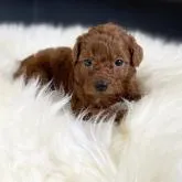 タイニープードル【茨城県・男の子・2022年8月11日・レッド】の写真1「まんまるおメメがめちゃくちゃキュートです。」