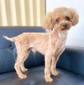 トイプードル【・男の子・2020年12月10日・レッド】