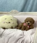 タイニープードル【茨城県・女の子・2024年1月1日・レッド】の写真2「2024年、元旦生まれです。」