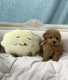 タイニープードル【茨城県・女の子・2024年1月1日・レッド】の写真5「ぜひ見学にお越しください。」