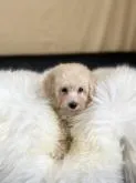 トイプードル(トイ)【茨城県・女の子・2022年6月25日・クリーム】の写真5「ふわふわモコモコです。」