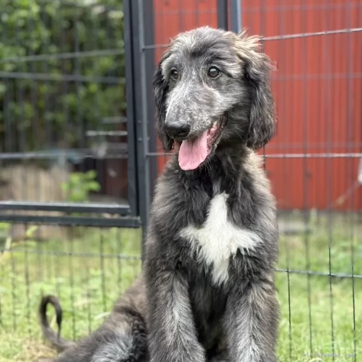 アフガンハウンド【愛知県・男の子・2025年6月10日・レッドブリンドル】の写真1