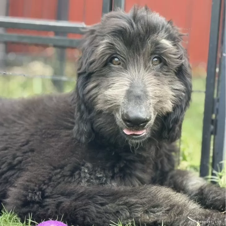 ID：2510-03481の子犬