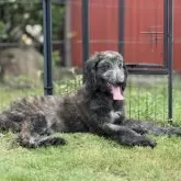 アフガンハウンド【愛知県・男の子・2025年6月10日・レッドブリンドル】の写真3