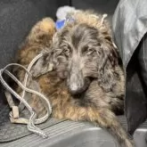 アフガンハウンド【愛知県・男の子・2025年6月10日・レッドブリンドル】の写真7