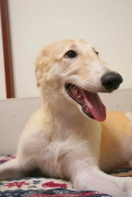 ID：2007-01921の子犬