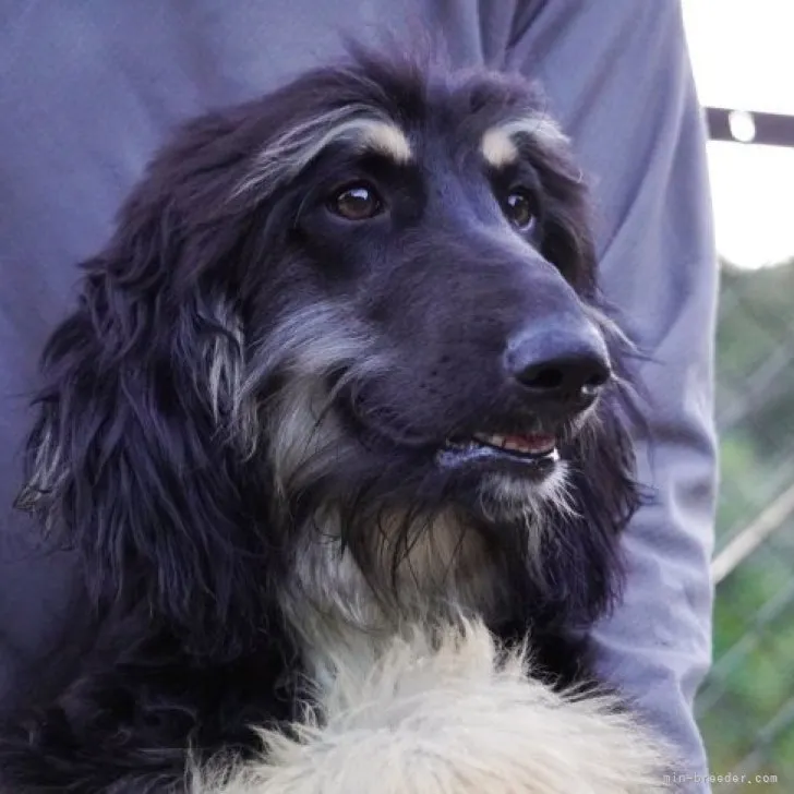 ID：2305-04538の子犬