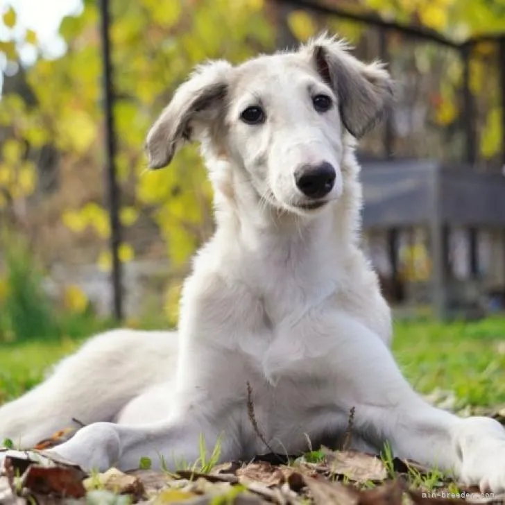 ID:2210-00543の子犬