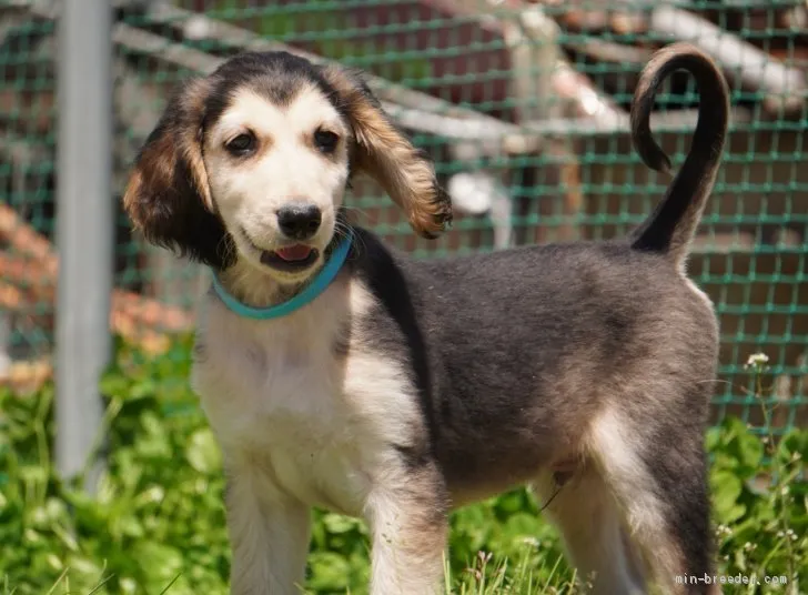 ID:2103-01561の子犬