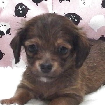 チワックス(チワワ×ダックスフンド)【大阪府・男の子・2025年7月1日・ブラウン】の写真「全て込みの価格で元気な男の子です。」